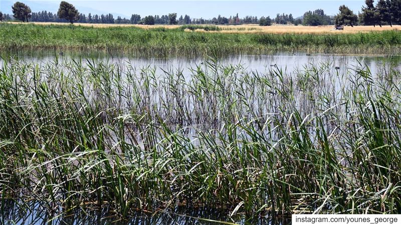 Hiding in the ReedsSee more of my pictures at: https://georgesyounes.smug (Aammiq, Béqaa, Lebanon)