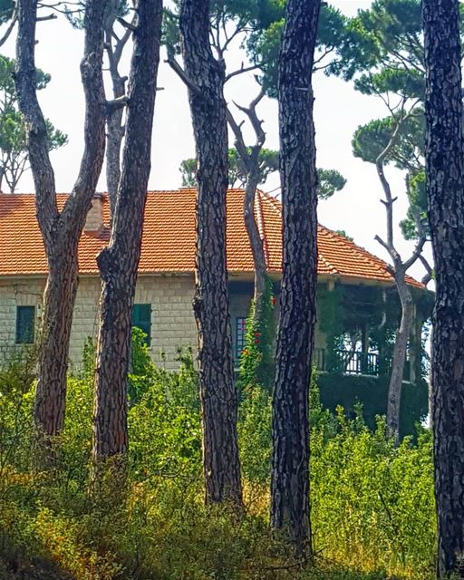 Hiding in the woods 🏡💚❤ ........... Lebanon  MountLebanon ... (Bois De-Boulogne, Mont-Liban, Lebanon)