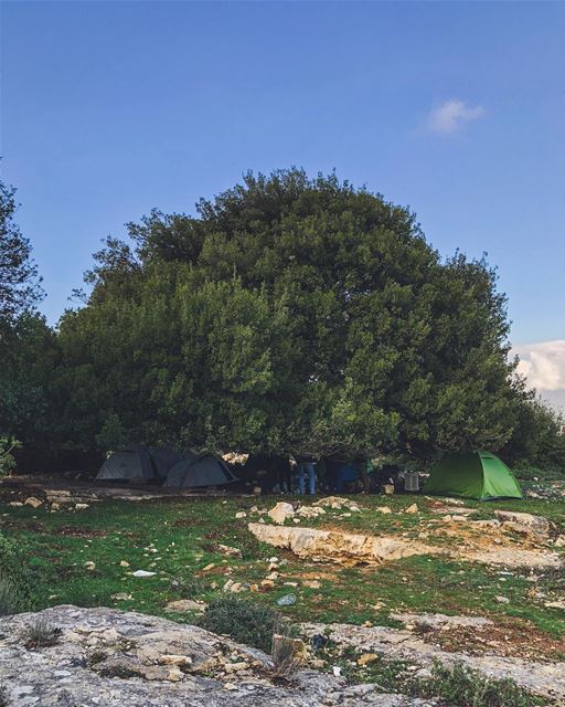 Hiding under the tree ..... natgeoshot  natgeotravelpic  liveoutside ... (Lebanon)