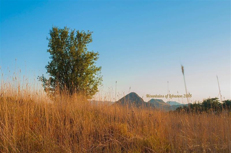 High golden grass, emphasized during golden hour, solitary tree and a cone... (Arz Tannoûrîne)