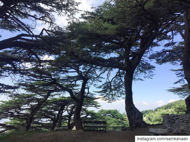 ♡ Hike for heart failure ♥ 19-05-2019  nature  hiking  adventure  outdoors... (Maaser El Shouf Cedar Reserve محمية ارز معاصر الشوف)