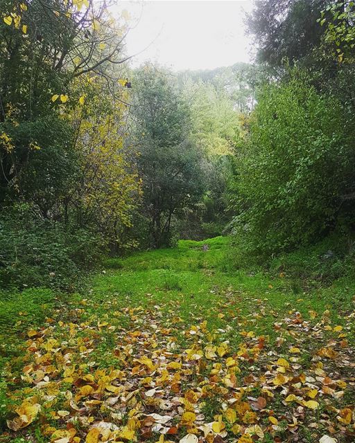  hike  hikingaloneisawesome  moutaincalling  trees  oldroads  hikinglb ... (Zanduqah, Mont-Liban, Lebanon)