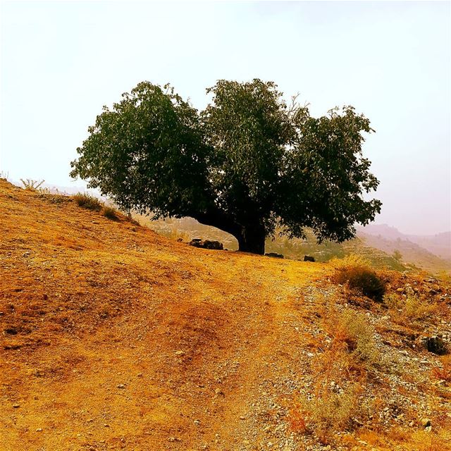  hike  hikinglb  hiking  trees  alone  lonley  naturephotography ... (Zaarour Club)