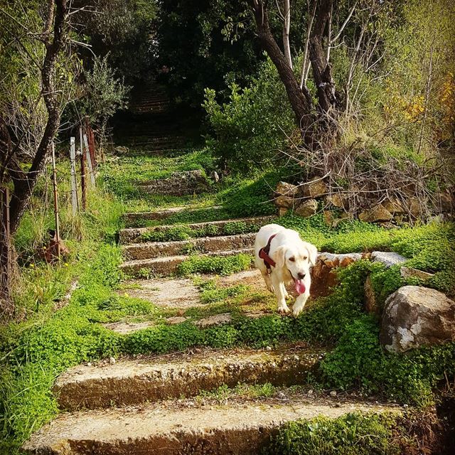  hikenaked  hikingaloneisawesome  oldsteps  abandonedplaces  mountlebanon ... (El Qsaïbé, Mont-Liban, Lebanon)