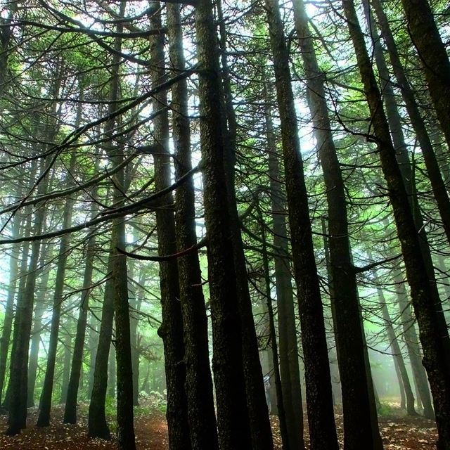  hiking  explorelebanon  livelovelife  livelovelebanon  livelovelaugh ... (Al Shouf Cedar Nature Reserve)