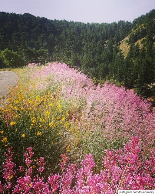  hiking👣  hikers  outdooorsport  hikingismylife❤️  lebanon_pictures ... (Lebanon)