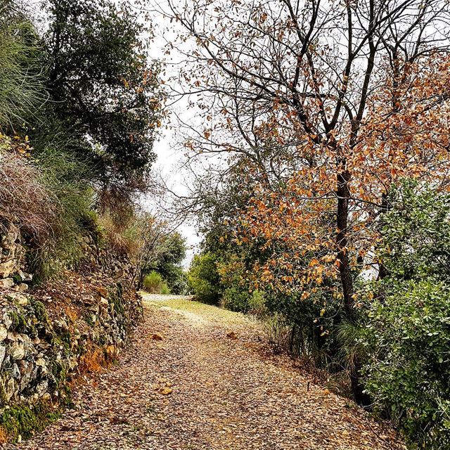  hiking hikingtrail chouf livelovechouf livelovelebanon live_lebanon_ ... (Chouf)