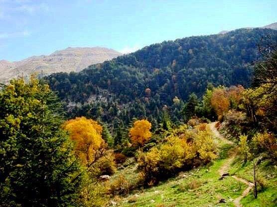 Hiking Horsh Ehden - Sunday 19 November 2017-   sundayhikes  horshehden ... (Ehden, Lebanon)