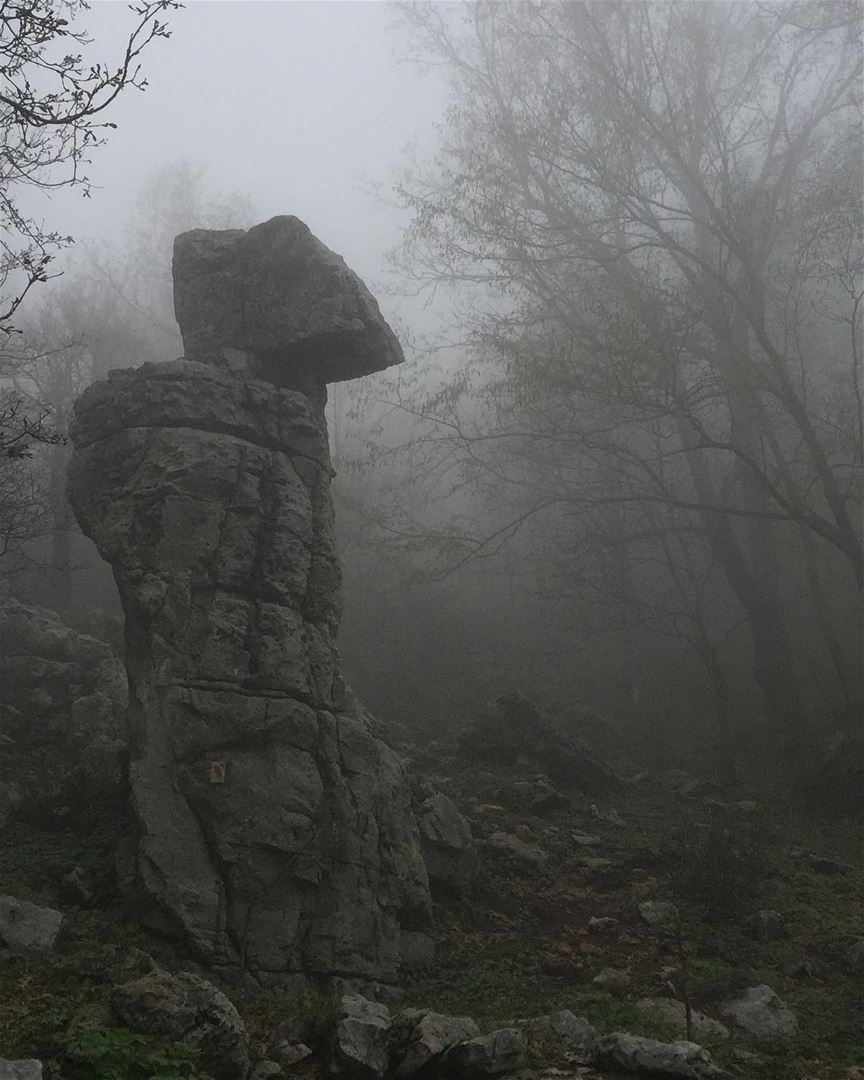 Hiking in the wet foggy forestand in the middle of the fog... this... (Ehmej, Mont-Liban, Lebanon)
