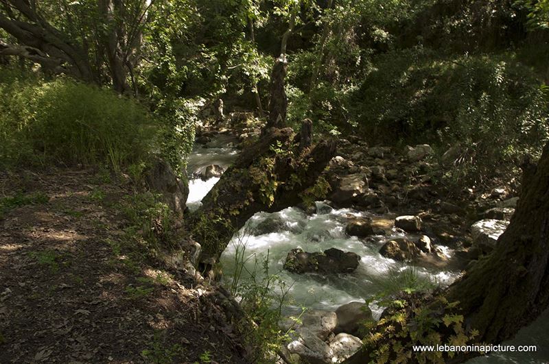 Hiking in Wadi Al Mokhtara with Promax (Shouf Biosphere Reserve)