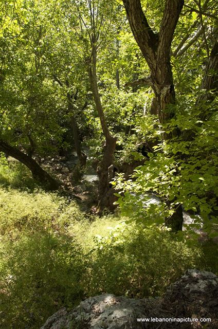 Hiking in Wadi Al Mokhtara with Promax (Shouf Biosphere Reserve)