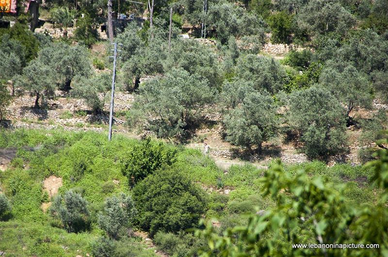 Hiking in Wadi Al Mokhtara with Promax (Shouf Biosphere Reserve)