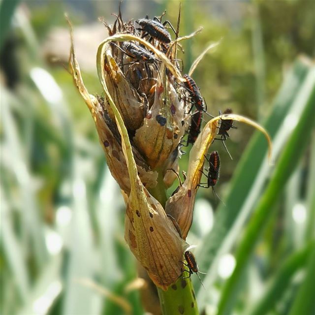 Hiking lebanon born2hike  lebanonspotlights  lebanonscenery  insects ...