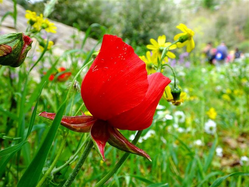  hiking  mokhtara  shouflebanon  shouf  flowers  sunlight  nature ... (Mokhtara)