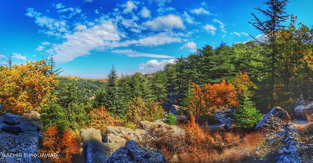  hiking  mothernature  autumn  bluesky  cedars   green  orange  yellow ... (Arz Tannoûrîne)