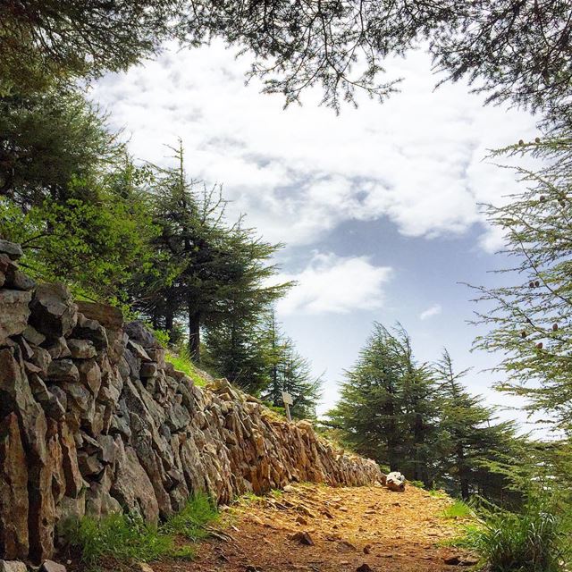  hiking  nature  naturelovers  naturecolors  cedar  trees   WhatsUpLebanon... (Barouk Cedar Forest)
