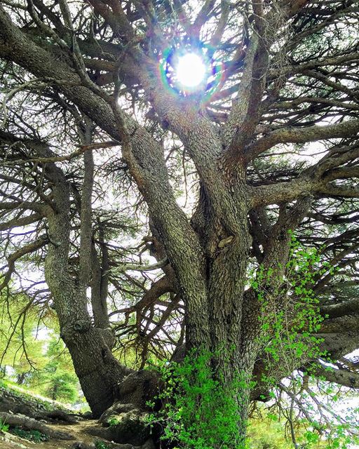  hiking  nature  naturelovers  naturecolors  cedar  trees   WhatsUpLebanon... (Barouk Cedar Forest)