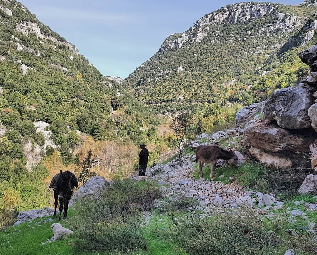  hiking  nature  naturephotography  mountains  autumn  shepherd  lebanon🇱� (Wadi El Salib - Kfardebian)