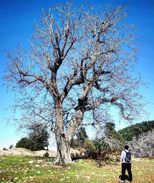  Hiking  Nature  NudeTree  Akkar  Lebanon wildernessculture ... (`Akkar, Liban-Nord, Lebanon)