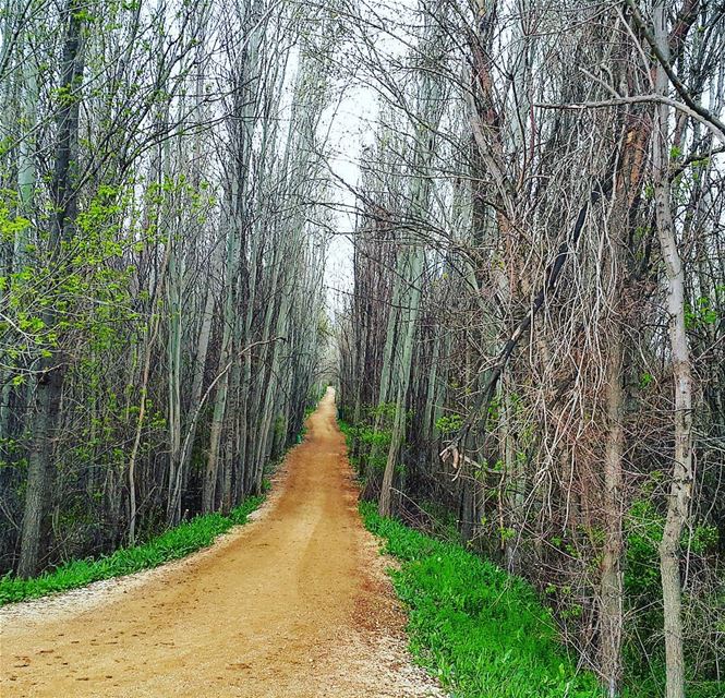 hiking naturebeauty treecapture trail taanayel bekaa livelovenature... (Taanayel- Bekaa)
