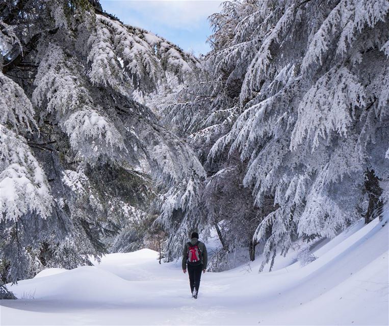 Hiking on fresh snow, under ancient trees  stayandwander  vsco ... (Barouk Cedar Forest)