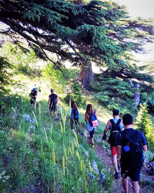 Hiking with  SaneLebanon is the answer.....🔑 who cares what's the... (Al Shouf Cedar Nature Reserve)