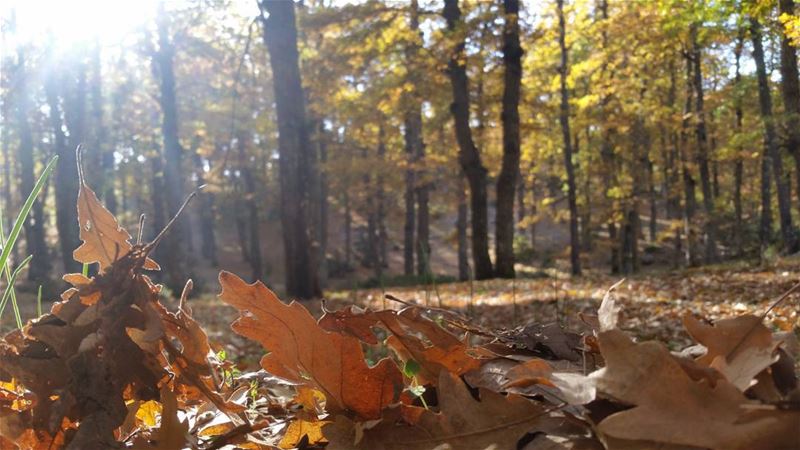 🍃🍁🍂  Hiking  ... (غابة العزر-القموعة)