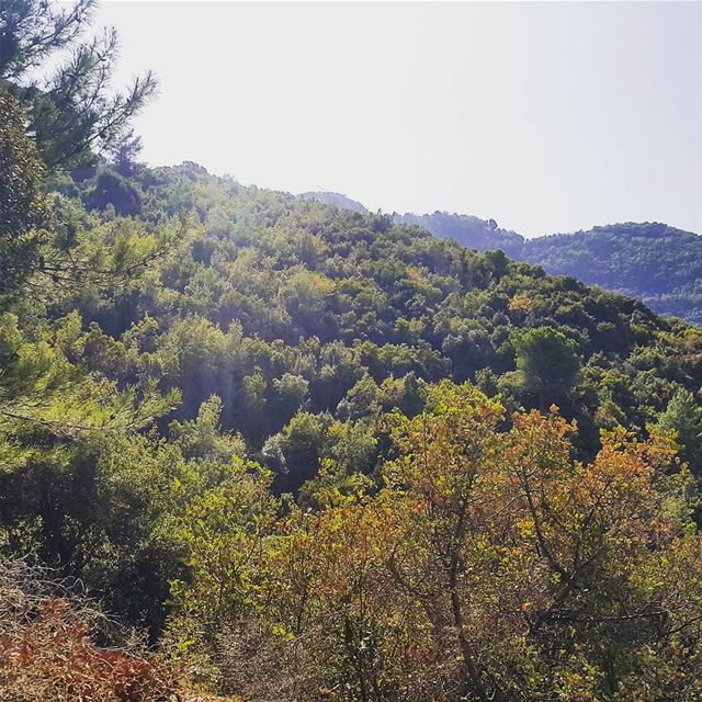  hikingadventures lebanonadventure landscape tree_magic tree_captures fall...