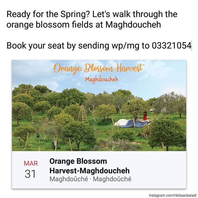  HkiliAanBaladi  LebanonStories  spring  orange  orangeblossom  blossom ...