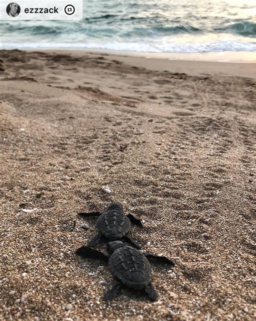 "Hold on friend, we’re going home.🐢🌊 PS: ‘’we all need to recognise the... (Tyre Coast Nature Reserve - محمية شاطئ صور الطبيعية)