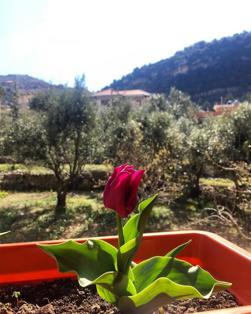 💞Home Sweet Home 💞 jezzine  insta_jezzine  tulips  flowers  ptk_lebanon ... (Jezzîne, Al Janub, Lebanon)