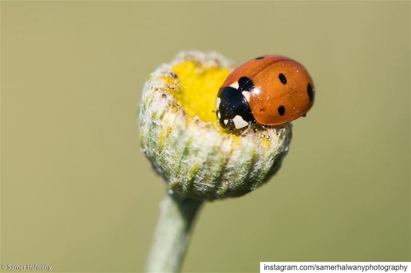 Home sweet home!...out of the green a red spot...the ladybug in  search...