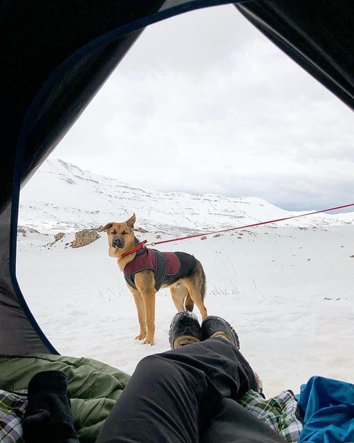 Home views ⛺️🐕 ollytheking  snowcamp  morningview  livelovebeirut ... (Cedars of God)