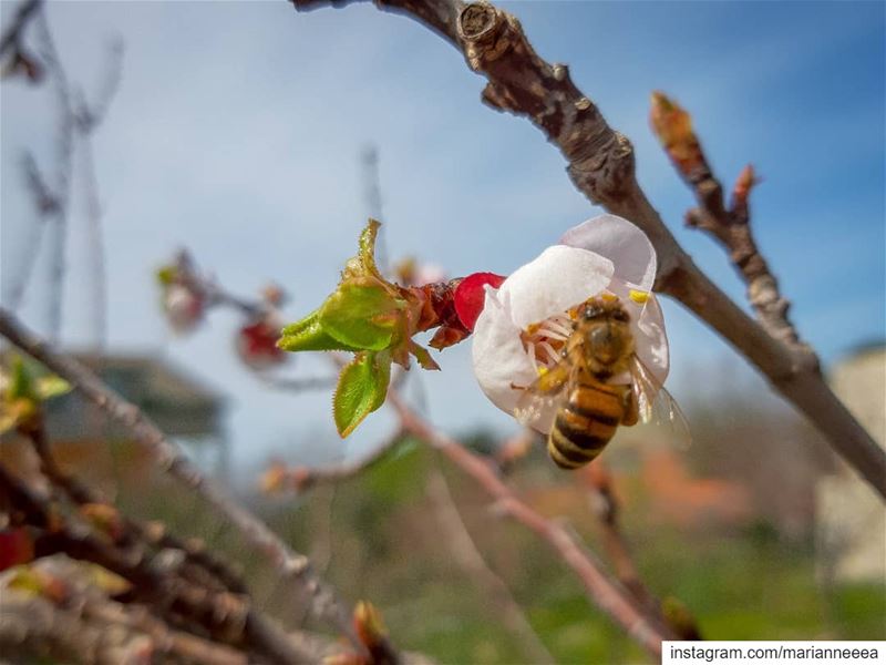 Honey Bee 🐝💙 (El Zaaïtré, Mont-Liban, Lebanon)