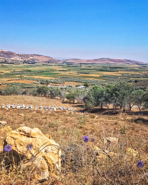 Hope is the only bee that makes honey without flowers - Robert Ingersoll ... (El Qlaïaâ, Al Janub, Lebanon)