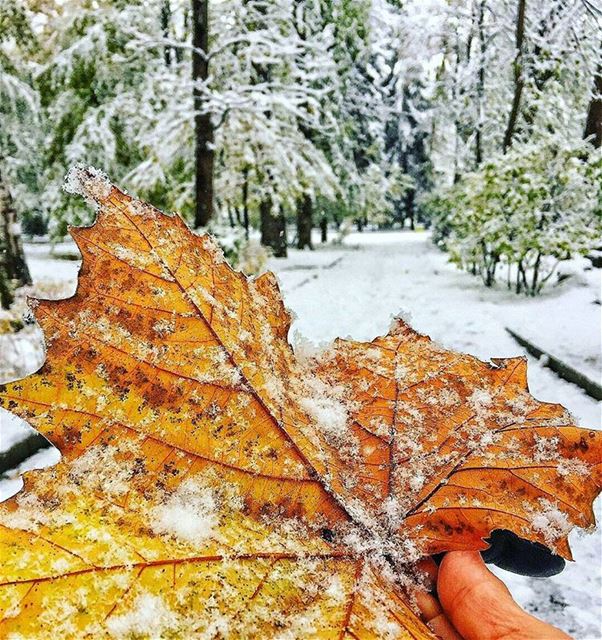 Hope 😇🍁❄❤------------------------------------------------  snow  trea ... (عيون السيمان كفردبيان)