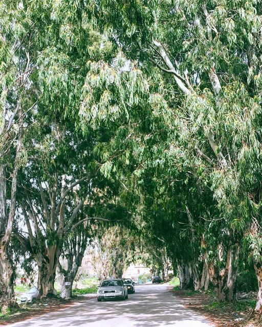 Hope you enjoyed your weekend 🌳🚙🌳 roadtrip  weekend  nature  life ... (Batroûn)
