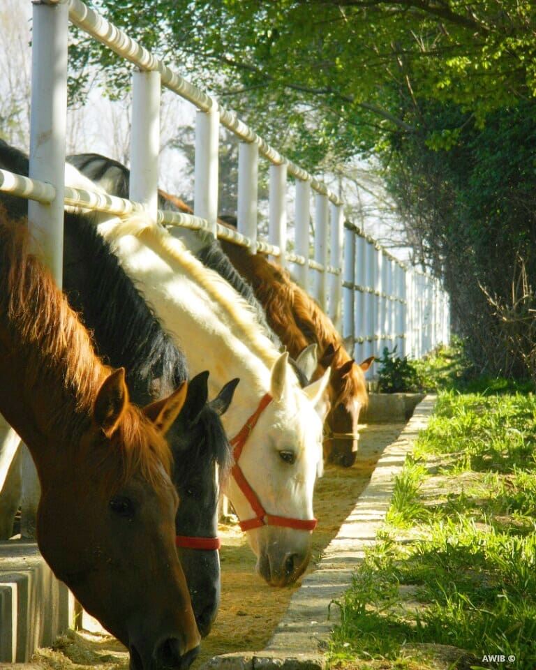  horse  animal  streetphotography  outdoors  noperson  travel  tourism ...