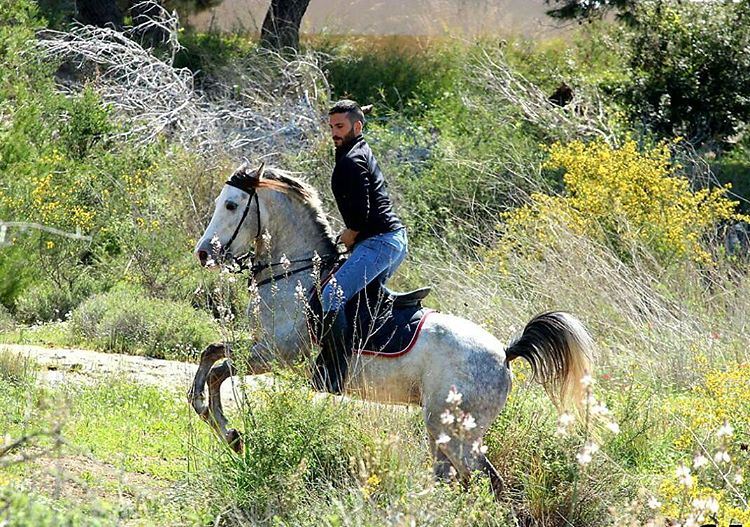  horse  maghdouche  naturephotography  nature  insta_lebanon  instapic ...