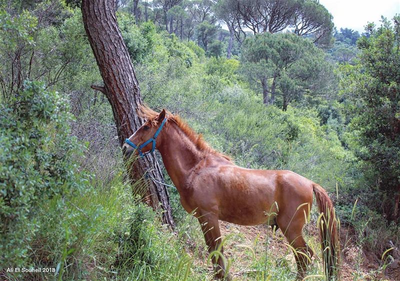  horse  tb  forest  besri  southlebanon  trees  hiking  mountlebanon ... (Besri, Chouf)