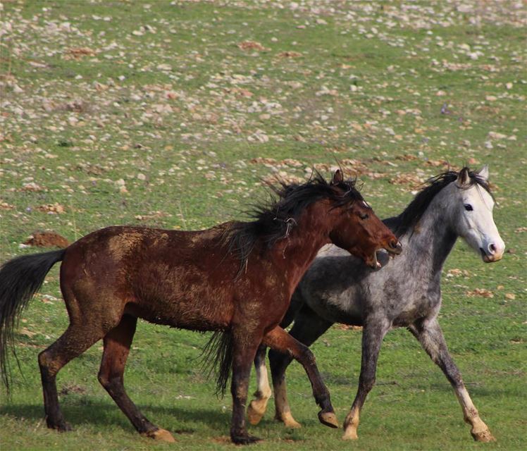  horse  wild  freedom  animals  outdoor  jezzine  lebanon  day  green ... (Ain Zaarour Camp-Jezzine)