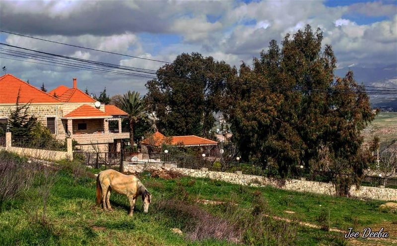 |·🌳·🌿·🐎·🌿·🌳·|··· horselove   livelovemarjayoun winter2k18 ... (Marjayoûn, Al Janub, Lebanon)