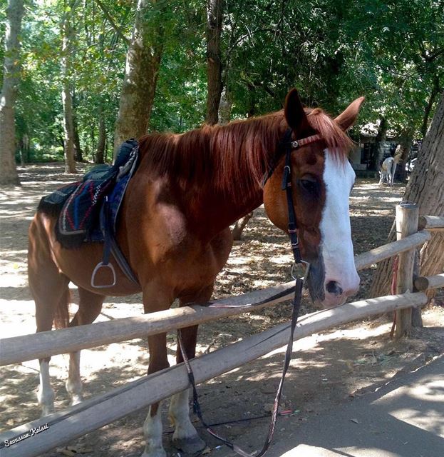  horses  animals  taanayel  bekaa ...