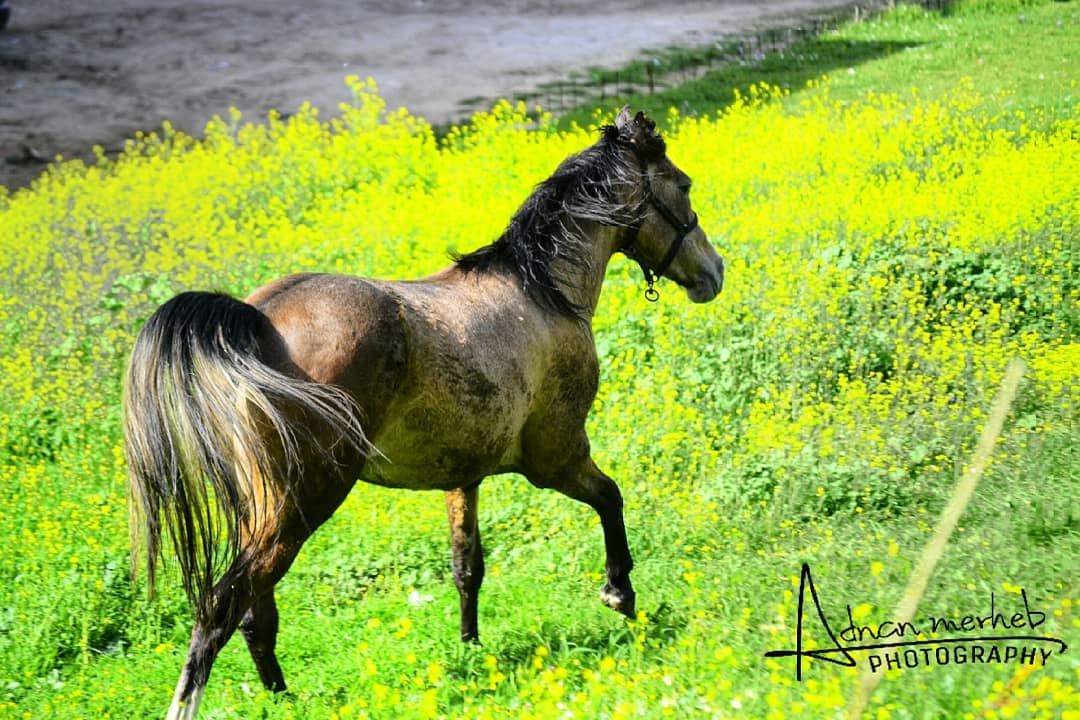 horses  horse  horsesofinstagram  bitemykitchen  PleaseForgiveMe ... (Biré, Liban-Nord, Lebanon)