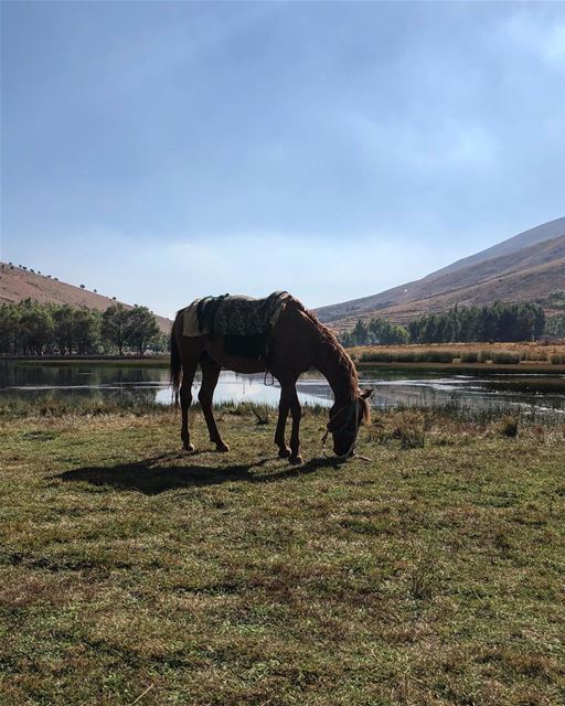  horses  horse  horsesofinstagram  horseriding  horselove ...