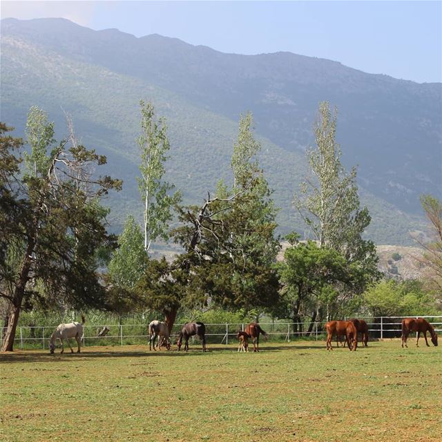 Horses make a landscape look beautiful... amateurphotography... (Bekaa Valley)