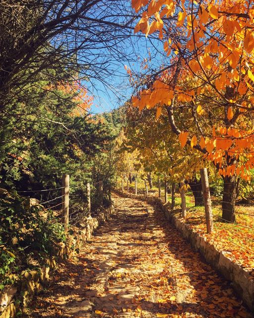  horshehdenreserve Nature's masterpiece in Ehden 🌳🌞🌾🌲🍂🌿🌾🌼🍃... (La Reserve Horsh Ehden)