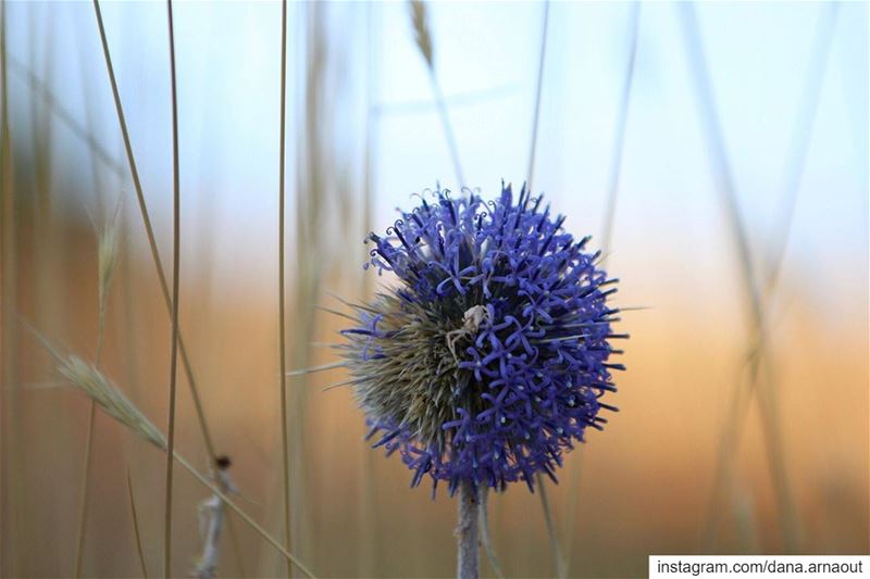 House of Spiders: a perfect imperfect flower 💜!.. hermel  lebanon ... (Hermel)