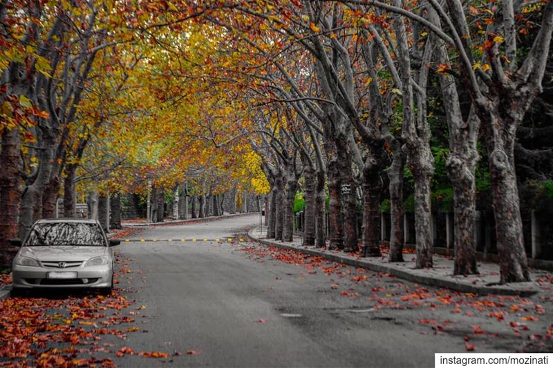 How beautiful the leaves grow old... How full of light and color are their... (Sawfar, Mont-Liban, Lebanon)