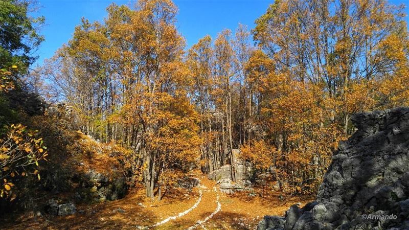 🍁🍂 How beautifully leaves gow old. How full of light and color are their... (Qehmez)